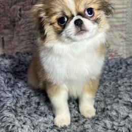 Male red sable - Red and white male Japanese Chin puppy in Salem, Oregon from Chinnychinchinofsalem