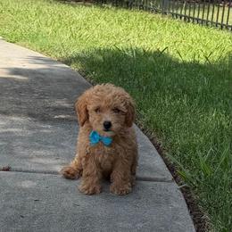 Otto - Red  male Goldendoodle puppy in Mint Hill, North Carolina from DoodleForever