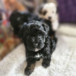 Sandy - Black and tan Yorkipoo puppy in Coolidge, Arizona from Effervescent-Pooches