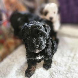 Sandy - Black and tan Yorkipoo puppy in Coolidge, Arizona from Effervescent-Pooches