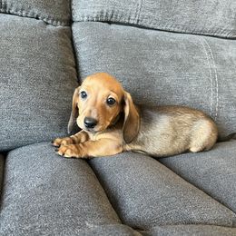 Aiden - Red Dachshund puppy in Perris, California from Doxie_pupps