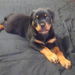 Rottweiler Puppies from Von Decker Rottweilers