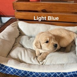 Light Blue - Light golden female Golden Retriever puppy in Lebec, California from Socalretrievers