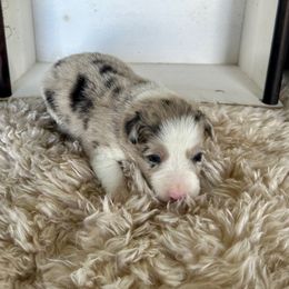 Enzo - Blue merle male Border Collie puppy in Lakeview, Michigan from Haven Creek Farm