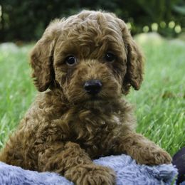 Terrel - Red  male Poodle puppy in Etna Green, Indiana from Perfect Match Poodles