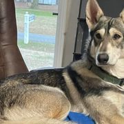 Northern Inuit Dogs from Stellar Northern Inuits