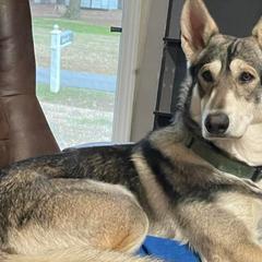 Northern Inuit Dogs from Stellar Northern Inuits