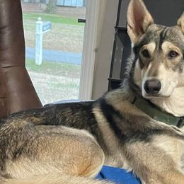 Northern Inuit Dogs from Stellar Northern Inuits