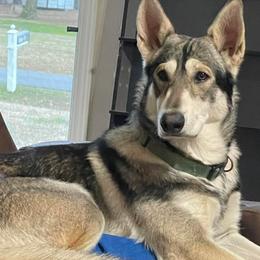 Northern Inuit Dogs from Stellar Northern Inuits