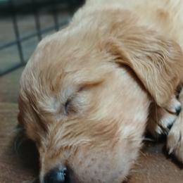 Red - Dark golden male Golden Retriever puppy in Sumterville, Florida from Hope Service Dogs, Inc