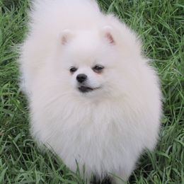 Vada - Pomeranian