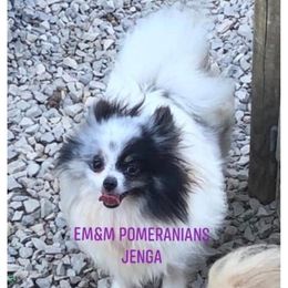 Jenga 7 yrs old - Blue merle Pomeranian puppy in Kentucky from Em&M Pomeranians