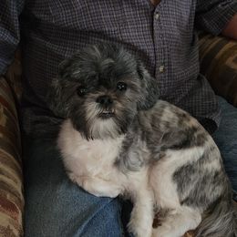 Stevie Nicks - Shih Tzu