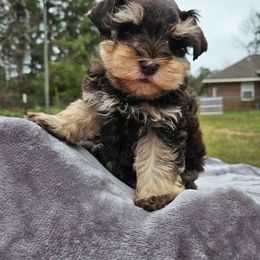 Buddy - Liver male Miniature Schnauzer puppy in Big Point, Mississippi from Lorraine's Miniature Schnauzers