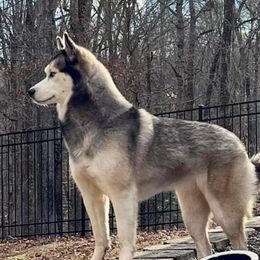 Kiara - Siberian Husky