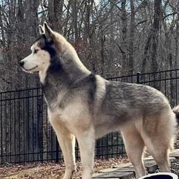 Kiara - Siberian Husky
