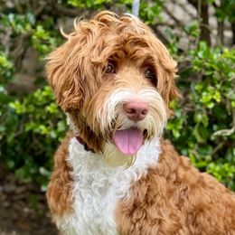 Benny - Australian Labradoodle