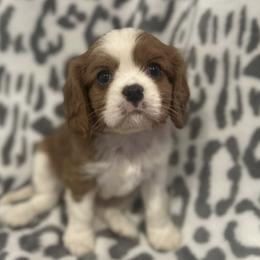 Cavalier King Charles Spaniels from Twisted Creek Canines