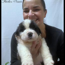 Green - Mahogany and white male Saint Bernard puppy in New Philadelphia, Ohio from Fletchers Saints
