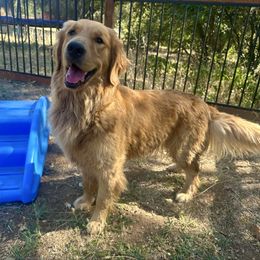 Mia - Golden Retriever