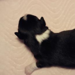 Miniature Australian Shepherd Puppies from Garay Mini Aussies