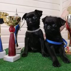 Boxers and Brussels Griffons from GN Canine Crew