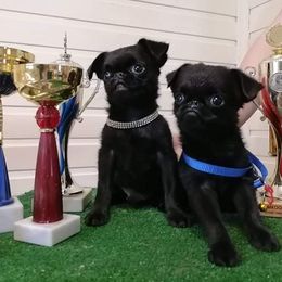 Boxers and Brussels Griffons from GN Canine Crew