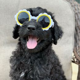 Girl 5 - Black female Goldendoodle puppy in Norman, Oklahoma from Wilson Family Doodles LLC