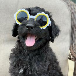 Girl 5 - Black female Goldendoodle puppy in Norman, Oklahoma from Wilson Family Doodles LLC