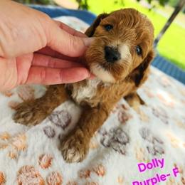 Cockapoo Puppies from Ashley Dedmon