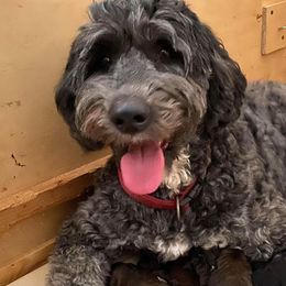 Georgie - Sheepadoodle
