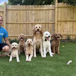 Goldendoodle Puppies from Gertie’s Goldendoodles