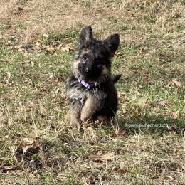 German Shepherd Puppies from German Shepherds of Shawnee