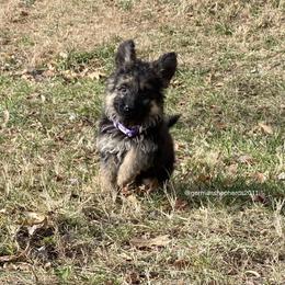 German Shepherd Puppies from German Shepherds of Shawnee