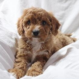 JINGLE - female Cavapoochon puppy in Fredericksburg, Ohio from Timshell Farm Specialty Crossbreed Puppies