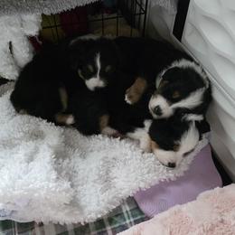 Miniature American Shepherd Puppies from All About Me Miniature American Shepherds