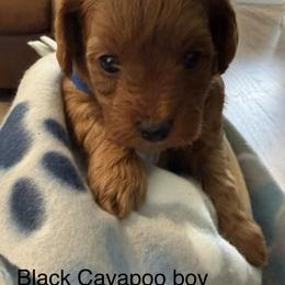 Boy 2 - Red male Cavapoo puppy in Cottondale, Florida from Pat’s precious puppies