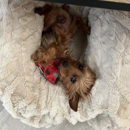 Yorkshire Terrier All Grown Up from Yorkie Love