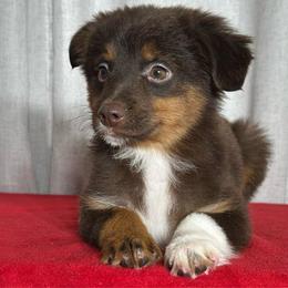 Lavender - Red tri female Miniature Australian Shepherd puppy in Sulphur, Louisiana from Triple J Aussies and Corgis