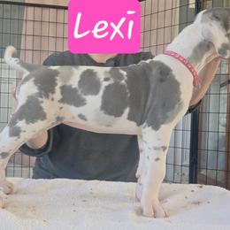 Lexi - Blue and white female Great Dane puppy in Longview, Texas from Lazy A Danes