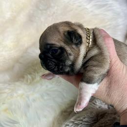 French Bulldog Puppies from Yellowstone Frenchies