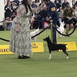 Maverick - Rat Terrier
