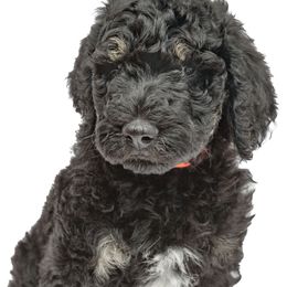 Poodle Puppies from DoodleHaven