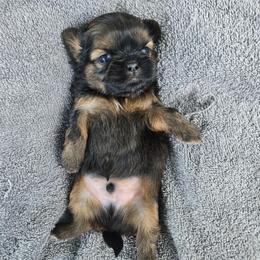 Chives - Brindle male Shih Tzu puppy in Normal, Illinois from Happy Shih Tzu Homes