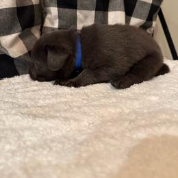 Bodie- Blue - Charcoal male Dilute Retriever puppy in Marion, Illinois from Summer Lovin’ Labradors of Southern Illinois