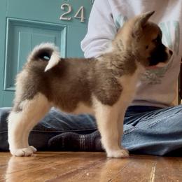 Flurry- Girl 4 - Red female Akita puppy in Coopersburg, Pennsylvania from Main Street Akitas