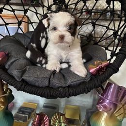 Black collar chocolate Parti male - Parti male Yorkshire Terrier puppy in Cocoa, Florida from SummerTime AKC Yorkies