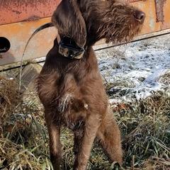 Pudelpointers from Rebel Point Pudelpointers