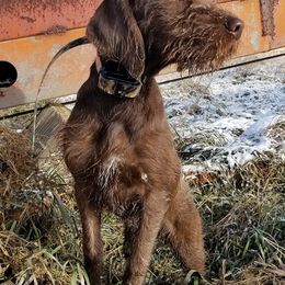 Pudelpointers from Rebel Point Pudelpointers