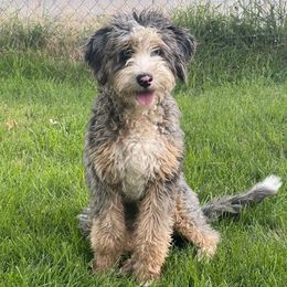 Rita Darling - Bernedoodle